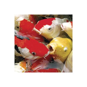 Ichi Food toutes saisons